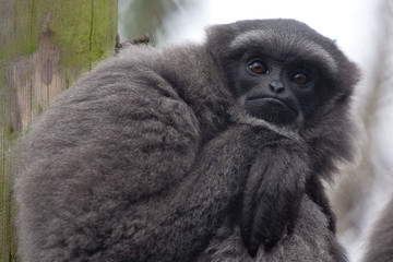 resting gibbon 6614