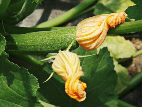 zucchini