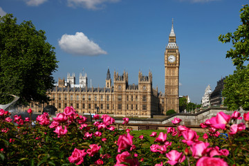 Big Ben with roses in London, UK