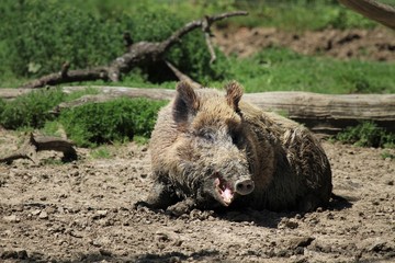 Sanglier sauvage