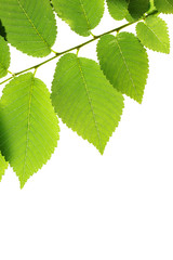 Green elm leaves isolated on white. Natural frame