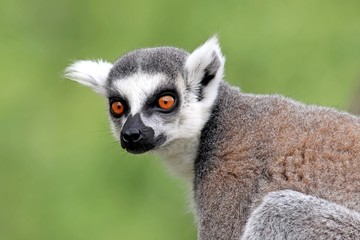 Lémurien en captivité