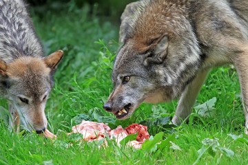 Fototapeta premium Le loup gris