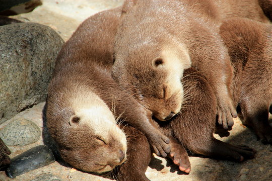 la sieste des loutres.