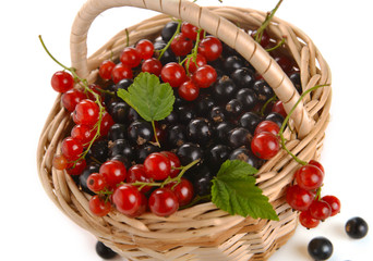 basket of berries