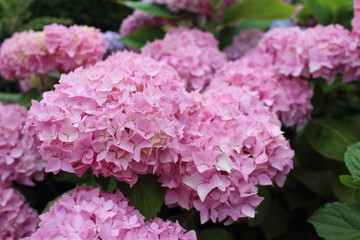 Hortensia rose