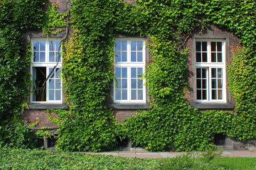 three windows on overgrown wall