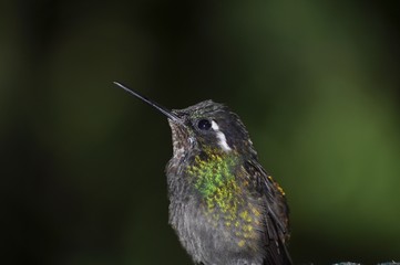 colibri © brutale989