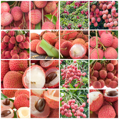 litchi, letchi