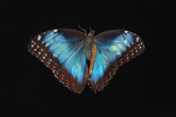 Schmetterling