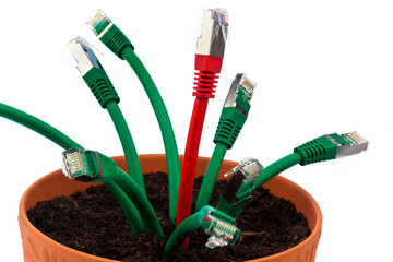 Netzwerk Kabel in Blumentopf