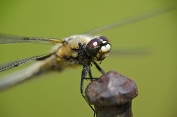 Vierfleck-Libelle, Libellula quadrimaculata.