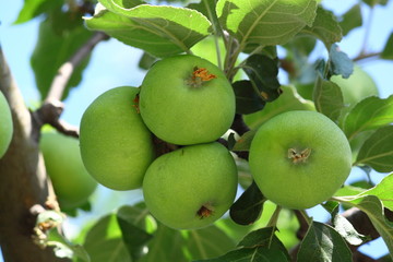 Green Apples