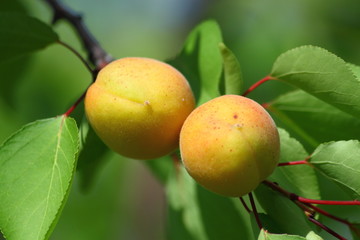 Ripe Apricots