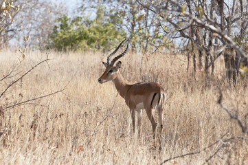 Impala