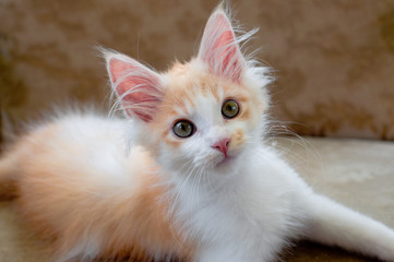 Maine Coon Kätzchen