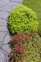 Naklejka premium Sedum_8740
