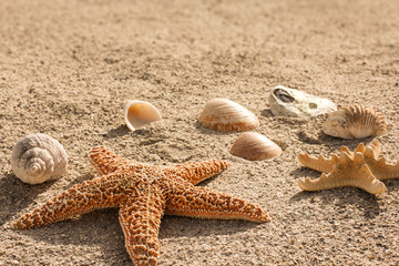 Fototapeta na wymiar Sandstrand mit Seesternen und Muscheln