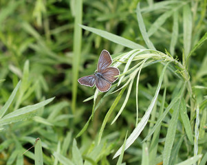 Бабочка голубянка (Lycaenidae)