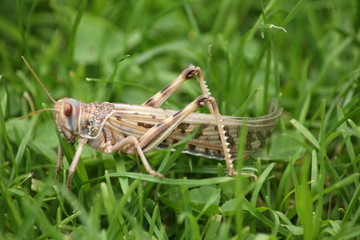 Heuschrecke