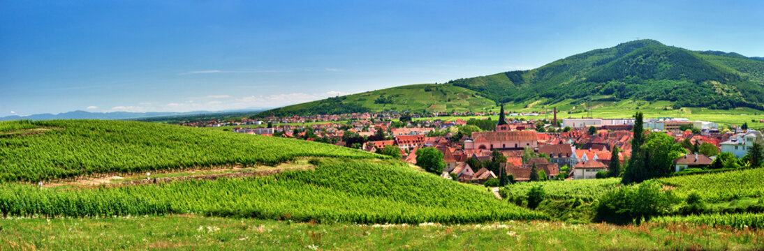 Vignoble  sur les hauteurs de Turckheim , Alsace (Fr).
