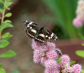 Бабочка пеструшка (Limenitinae) на таволге