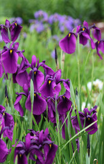 Касатик мечевидный ( Iris ensata)
