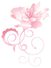 eczotic flower nature vector pink curves isolated on white