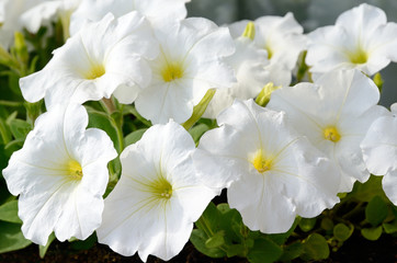 White petunia