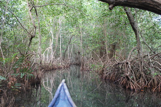Canoa en  selva