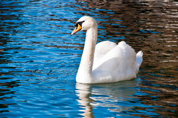 Naklejka premium White swan