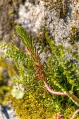 Joubarbe_Sempervivum.