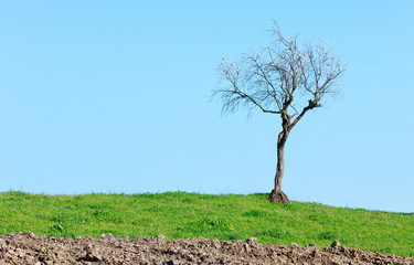 Obraz premium Lonely bare tree and green grass on blue sky background