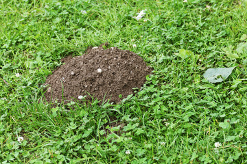 Maulwurfhügel, inkognito