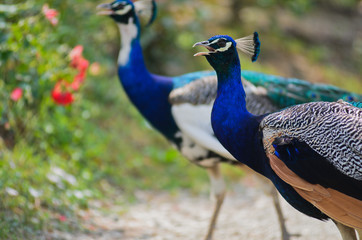 Pavone blu - Pavo cristatus