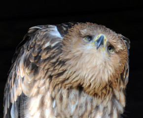 Kaiseradler