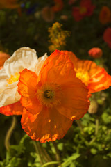 Fototapeta premium Beautiful flowers