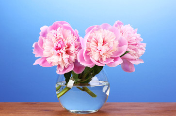 Three pink peonies in vase on wooden table on blue background