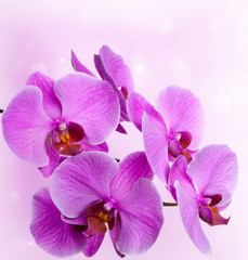 Fototapeta na wymiar Pink orchids on an abstract background