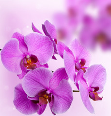 Pink orchids on abstract background