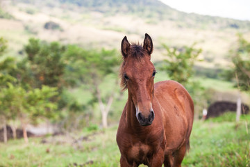 Fototapeta premium Young Horse