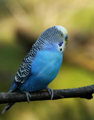 Australischer Wellensittich