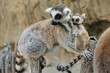 Madagascar's ring-tailed lemur  with the small cub on a back. © Dmitriy Raykin