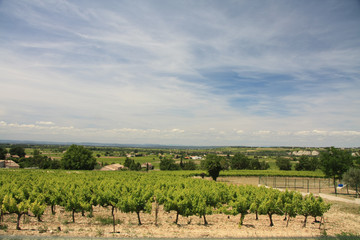 Fototapeta na wymiar vineyard in the Provence, France