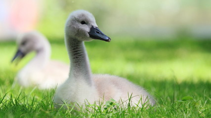 Schwan-15670b1