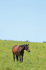 horse and field