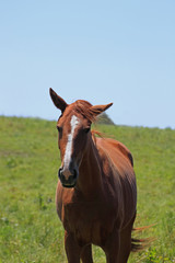 horse and field