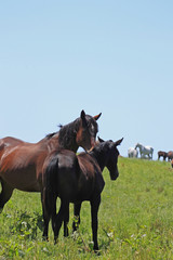 horse and field