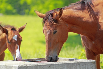 Naklejka premium horse and field