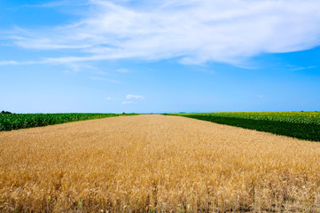 Obraz premium Field view